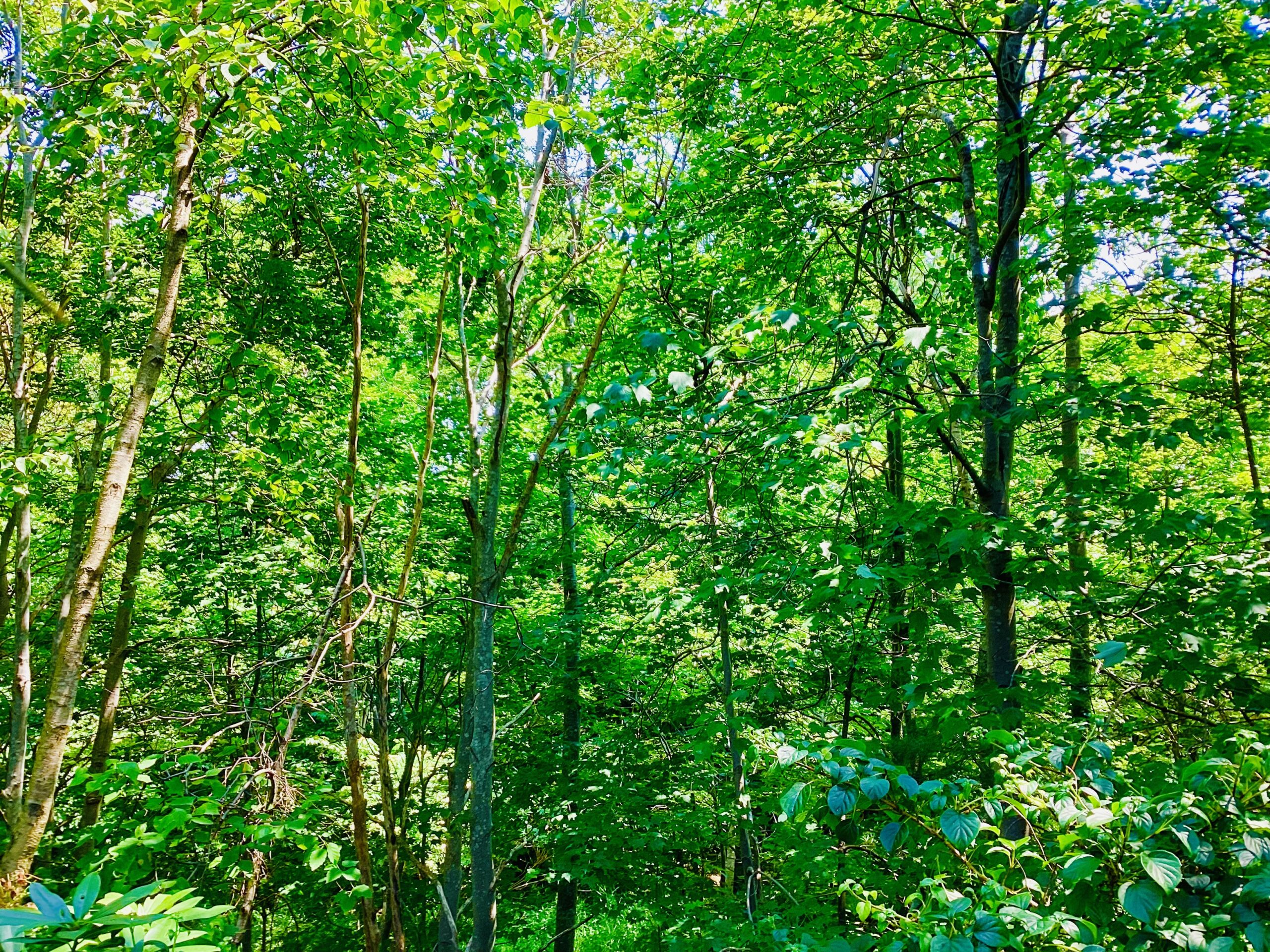 Green forest backdrop